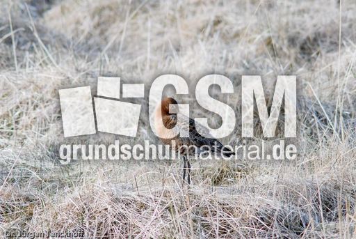 Uferschnepfe (1 von 6).jpg